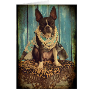 Lierre Boston Terrier