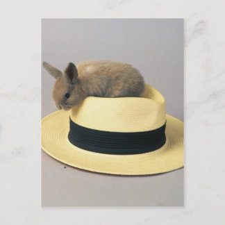 Lieve Bunny in een Pet 71 Briefkaart
