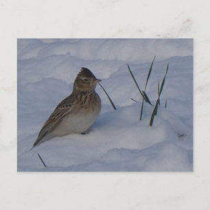 Lieve Euraziatische Leeuwerik Vogel in Sneeuw DIY Feestdagenkaart