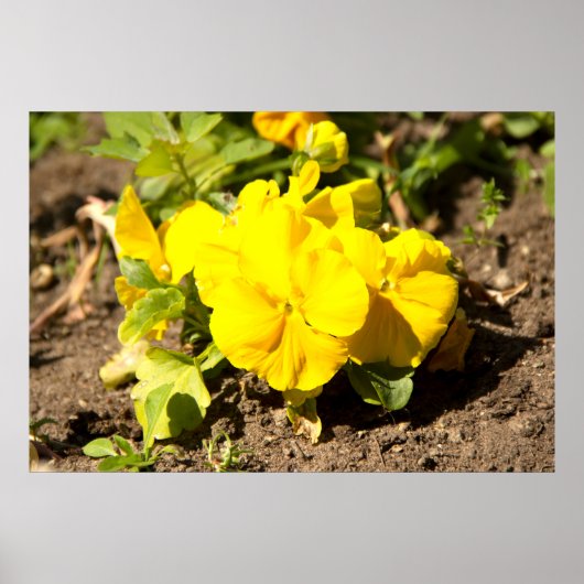 Lieve gele viooltjes foto poster (Voorkant)