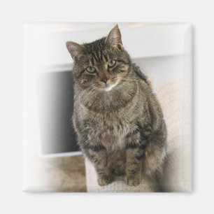 Lieve, leuke kat Magnet Magneet
