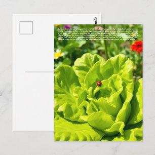 Lieve Lieveheersbeestje  Briefkaart