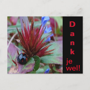 Lieve Lieveheersbeestje Klant. Tekst Bedankt Ansic Briefkaart