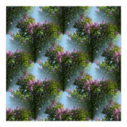 Lieve Lilacs... Perfect Poster (Voorkant)