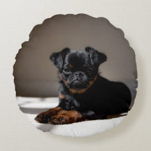 Lieve puppy op het kussen.