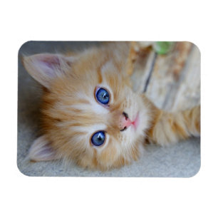 Lieve Red Tabby Kitten Magneet