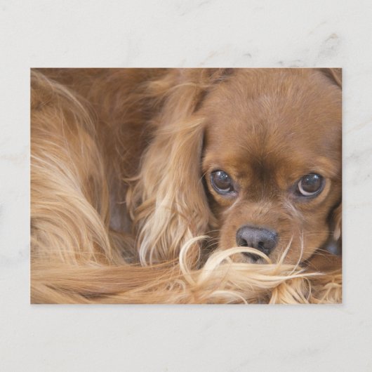 Lieve Ruby Cavalier King Charles Spaniel Briefkaart (Voorkant)