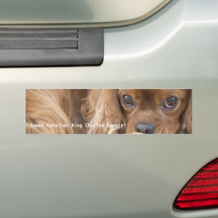 Lieve Ruby Cavalier King Charles Spaniel Bumpersticker