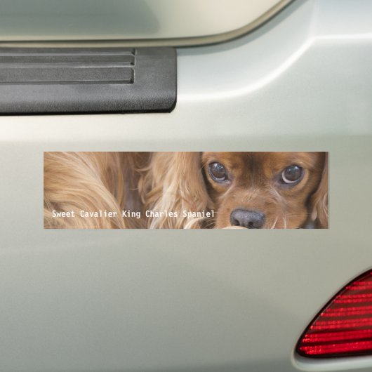 Lieve Ruby Cavalier King Charles Spaniel Bumpersticker (Op auto)