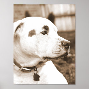 lieve witte sepia pitbull haat daad niet ras poster