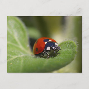 Lieveheersbeestje Briefkaart