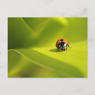 lieveheersbeestje briefkaart