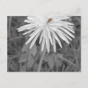 Lieveheersbeestje Briefkaart