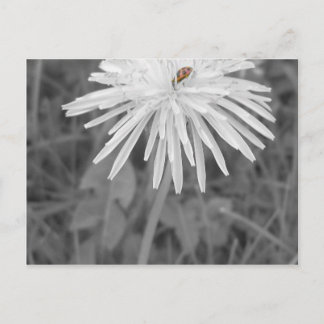 Lieveheersbeestje Briefkaart