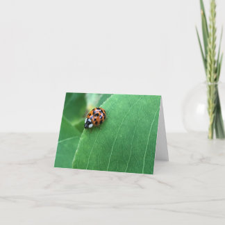 Lieveheersbeestje in de lente op groene blad bedankkaart