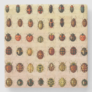 lieveheersbeestje insectenbeestje stenen onderzetter