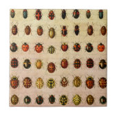 lieveheersbeestje insectenbeestje tegeltje (Voorkant)