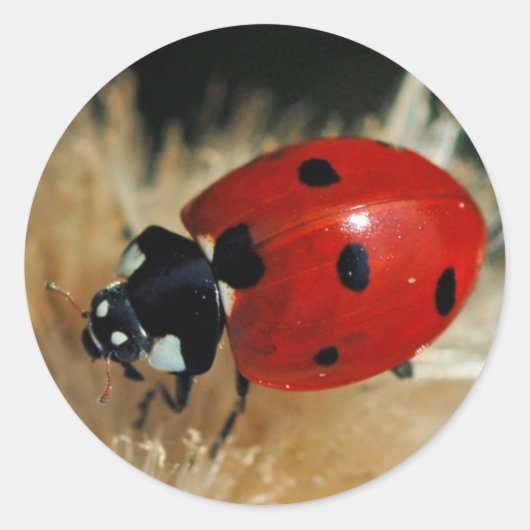 Lieveheersbeestje - Lady Beetles stickers (Voorkant)