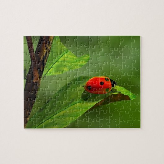 Lieveheersbeestje Legpuzzel (Horizontaal)