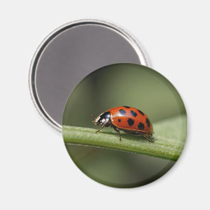 lieveheersbeestje magneet