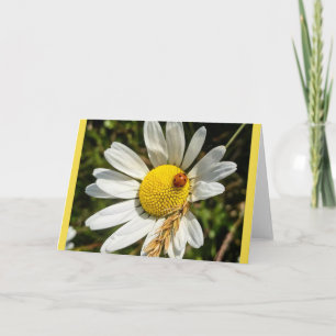 Lieveheersbeestje op Daisy Kaart