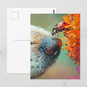 Lieveheersbeestje op de neus van een hond, Postcro Briefkaart