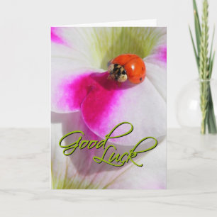 Lieveheersbeestje op de petunia - Veel succes kaar Kaart