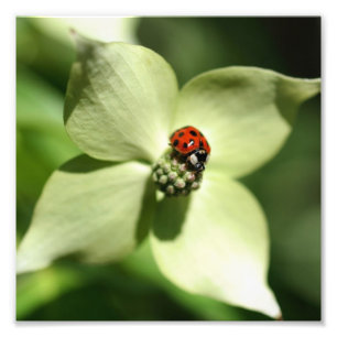 Lieveheersbeestje op Dogwood Flower 8x8 Natuur Foto Afdruk