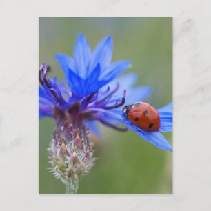 Lieveheersbeestje op een blauwe korenbloem briefkaart