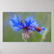 Lieveheersbeestje op een blauwe korenbloem