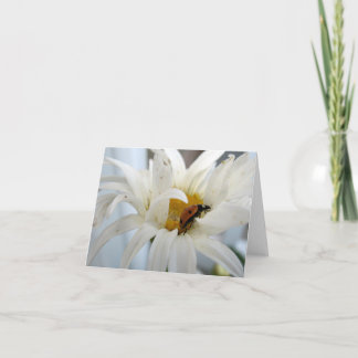 Lieveheersbeestje op een Daisy blanco briefkaart