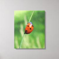 Lieveheersbeestje op een grasspriet Canvasprint