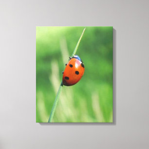 Lieveheersbeestje op een grasspriet Canvasprint Canvas Afdruk