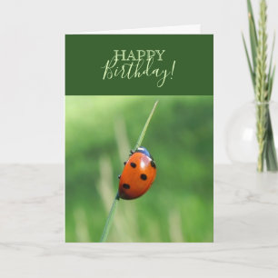 Lieveheersbeestje op een grasspriet kaart