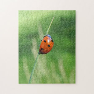 Lieveheersbeestje op een grasspriet Puzzel
