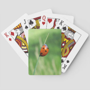 Lieveheersbeestje op een grasspriet speelkaarten
