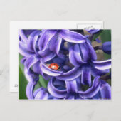 Lieveheersbeestje op Hyacint Briefkaart (Voorkant / Achterkant)