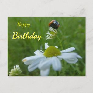 Lieveheersbeestje op Madeliefje Happy Birthday Ans Briefkaart
