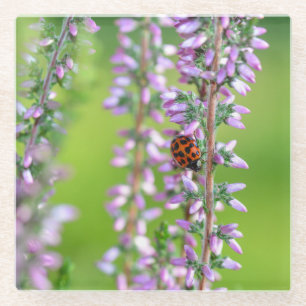 Lieveheersbeestje op paarse bloemen   glazen onderzetter