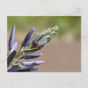 Lieveheersbeestje op Paarse Flower DIY Briefkaart