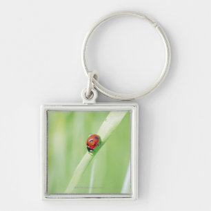 Lieveheersbeestje Sleutelhanger