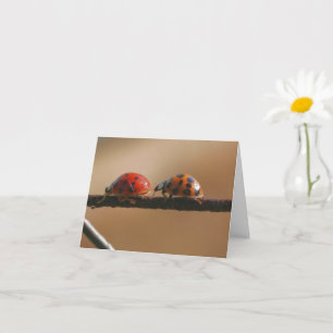 Lieveheersbeestje Vrienden Natuurfotografie Notiti Kaart