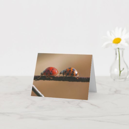 Lieveheersbeestje Vrienden Natuurfotografie Notiti Kaart (Kleine Plant)