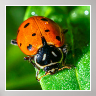 Lieveheersbeestje Wandkunst Helder Macro Natuurp Poster