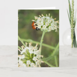 lieveheersbeestje Wenskaart 01 Kaart