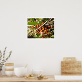 Lieveheersbeestjes (Coccinellidae) Poster (Keuken)