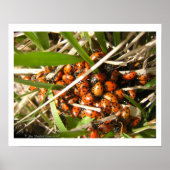 Lieveheersbeestjes (Coccinellidae) Poster (Voorkant)