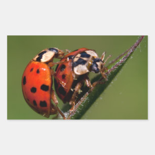 Lieveheersbeestjes in Liefde Rechthoekige Sticker