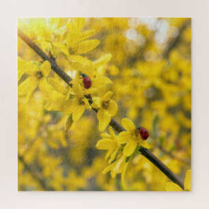 Lieveheersbeestjes op gele tak van Forsythia Legpuzzel