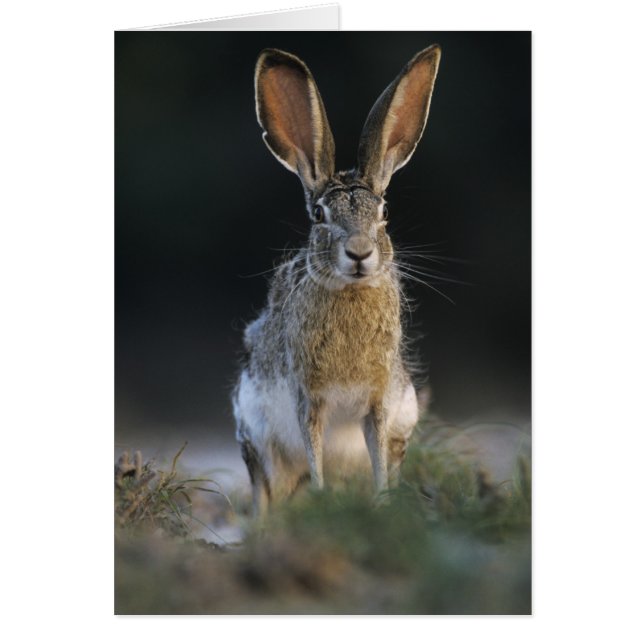 Lièvre à queue noire, Lepus californicus, 2 (Devant)